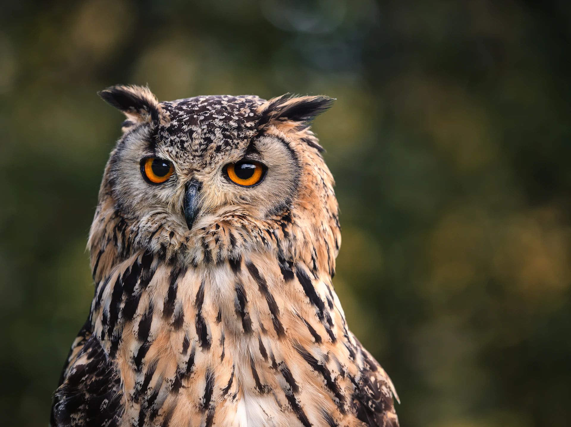 a close up of an owl with a blurry background
