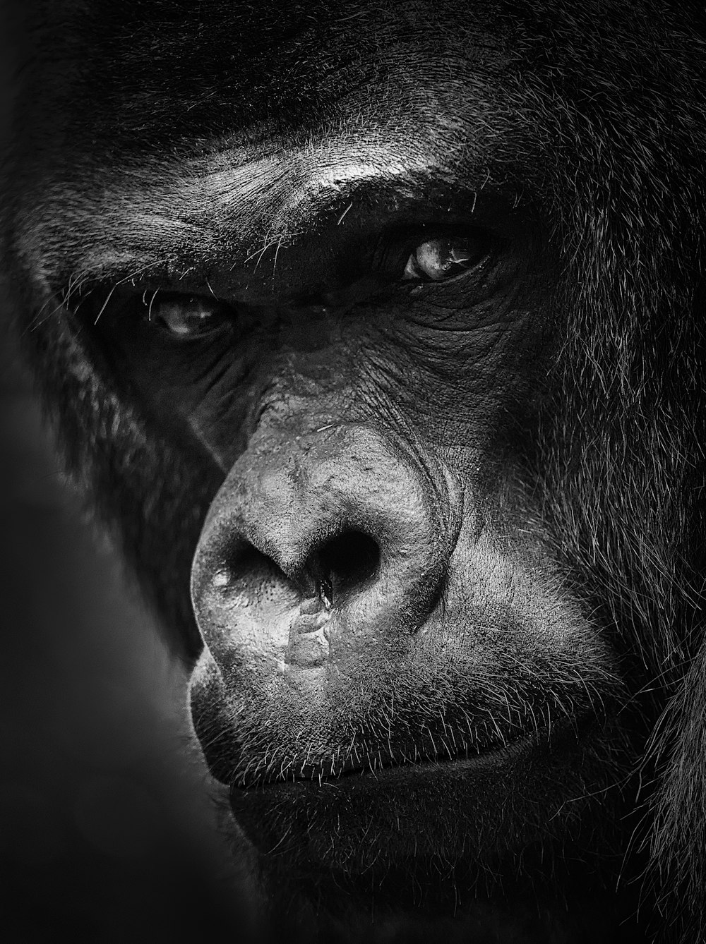 a black and white photo of a gorilla's face