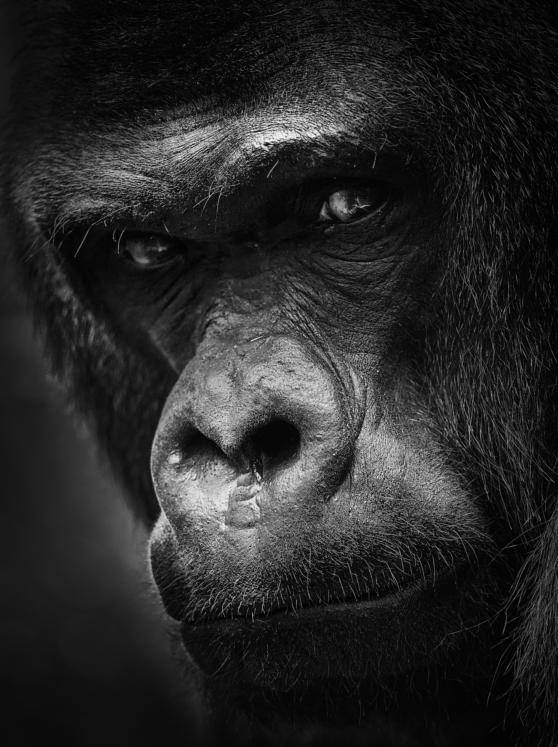 a black and white photo of a gorilla's face