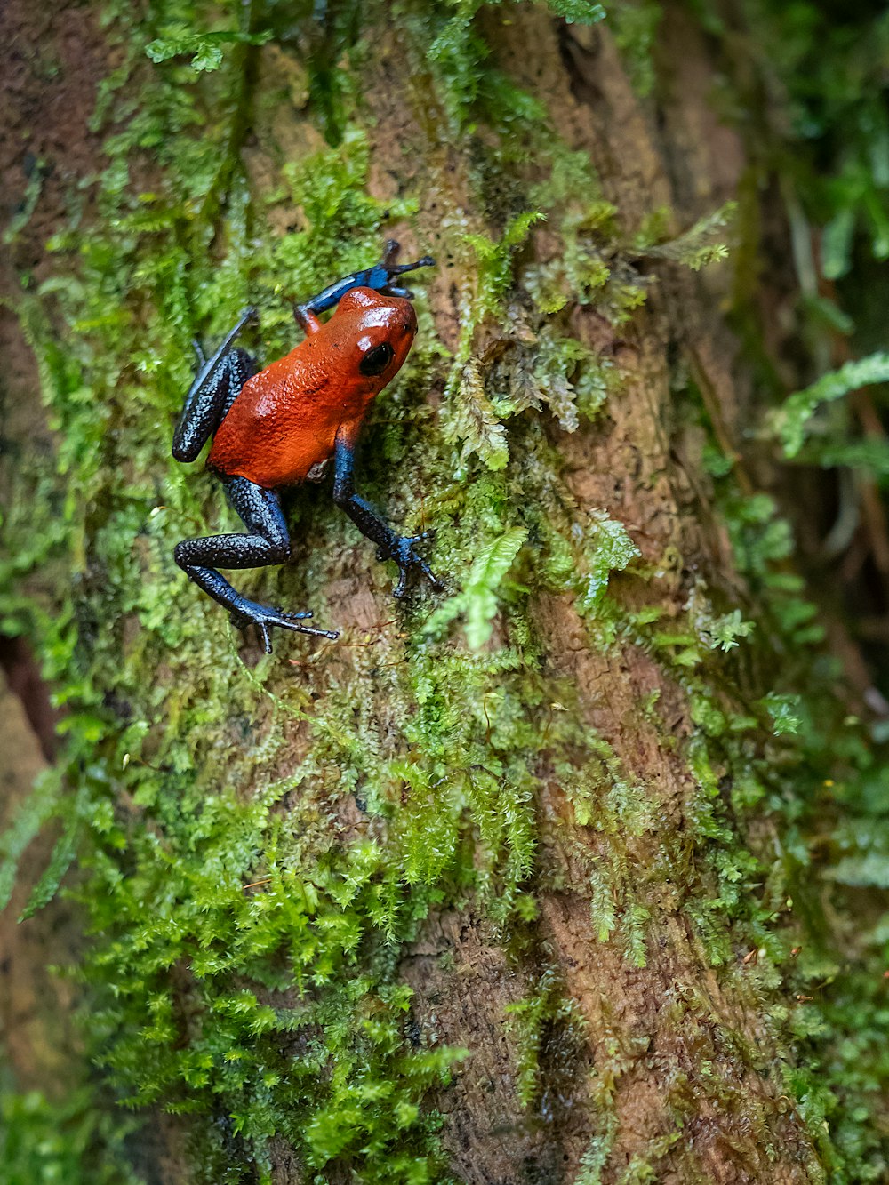 a red and blue frog sitting on a mossy tree