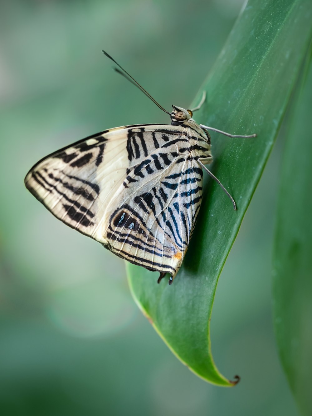 un primo piano di una farfalla su una foglia