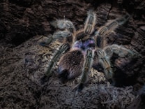 A large tarantula with hairy legs is positioned on a bed of dry, textured material. The spider's body displays shades of brown, black, and subtle iridescent purples. The environment appears dark and earthy, resembling a natural habitat, possibly within a crevice or burrow.