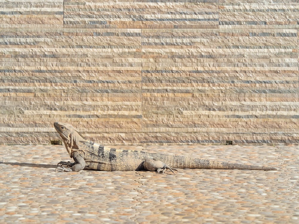 a large lizard laying on the ground in front of a wall