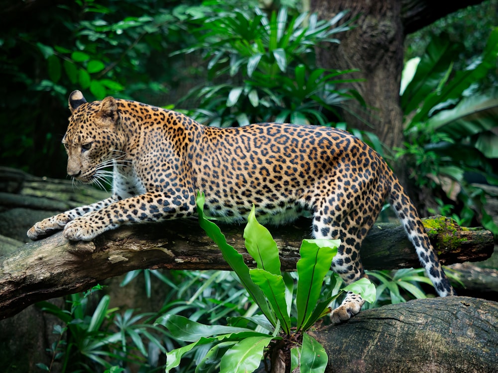 a leopard laying on a tree branch in a jungle