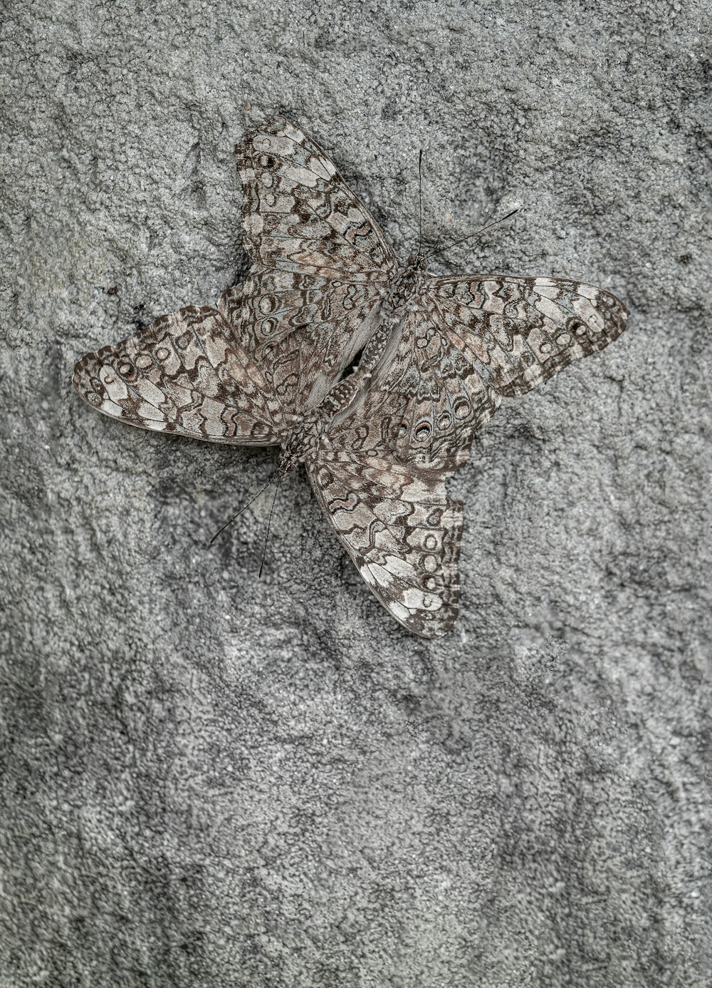 ein Schmetterling, der auf einem Felsen sitzt