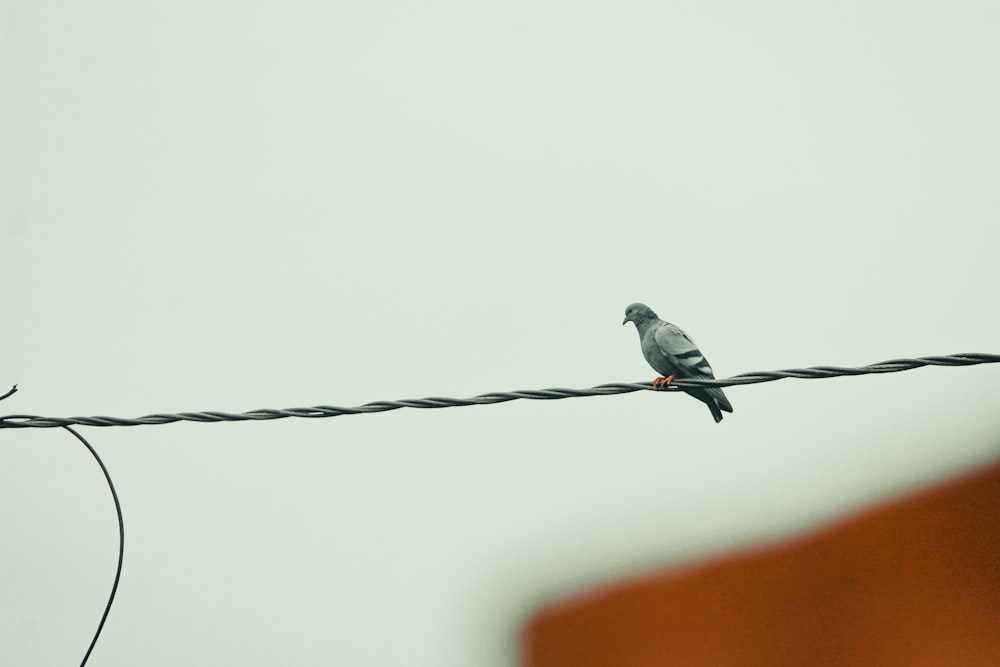 a bird sitting on a wire with a building in the background