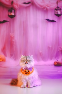 A fluffy Persian cat is sitting on a smooth floor adorned with a Halloween-themed orange and purple knit collar featuring a pumpkin design. The background is decorated with soft pink drapes, black bat silhouettes, hanging lanterns with lit candles, and small pumpkins.