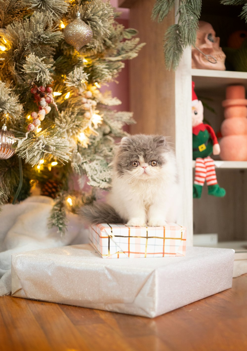 eine Katze sitzt auf einem Geschenk unter einem Weihnachtsbaum