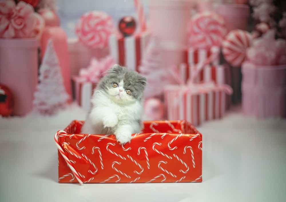 a small kitten sitting in a red gift box