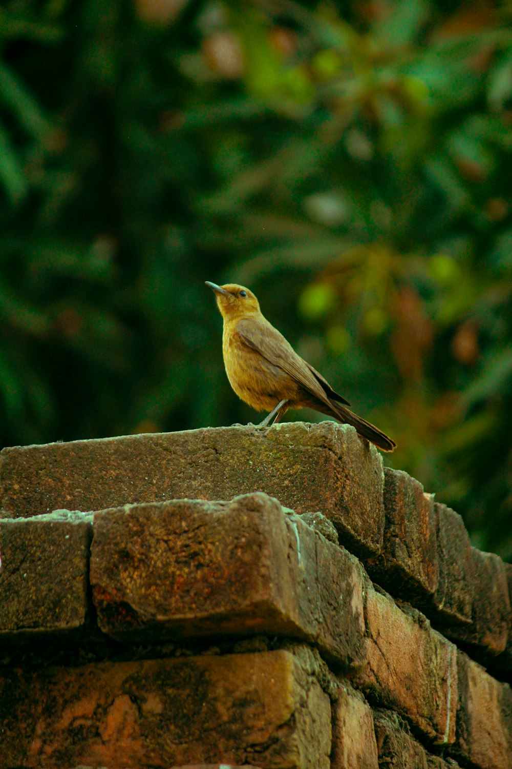 a small bird sitting on top of a brick wall