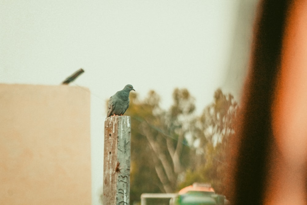 a small bird sitting on top of a wooden post