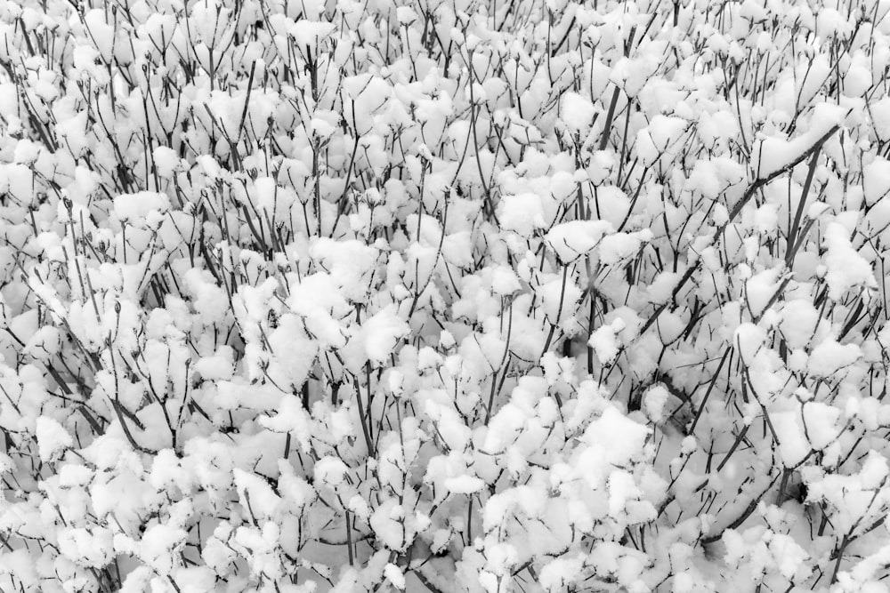 a black and white photo of snow covered plants