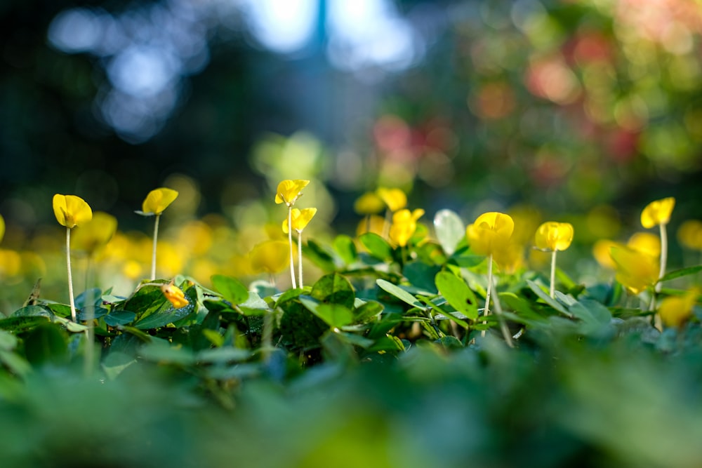 a group of small yellow flowers growing in the grass