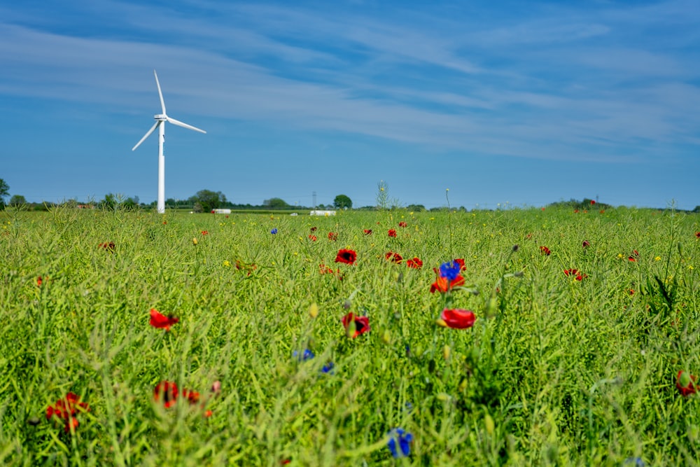 un champ avec une éolienne en arrière-plan