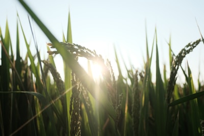 A view of a rice field with tall green stalks and visible grain heads swaying in the breeze. The sun shines gently from behind, casting a warm light and subtle lens flare across the image.