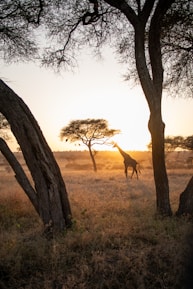 a giraffe running through a field next to trees