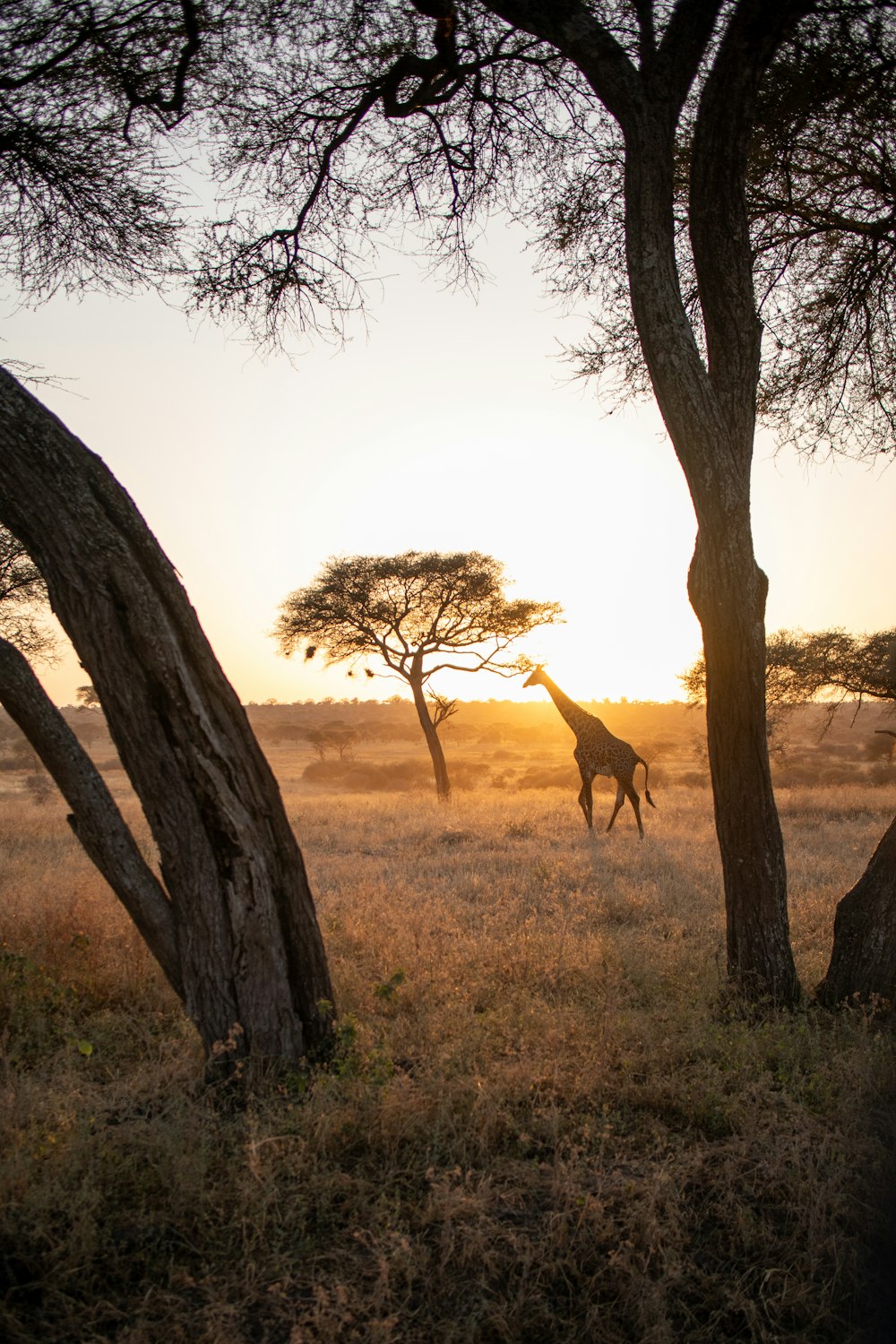 a giraffe running through a field next to trees