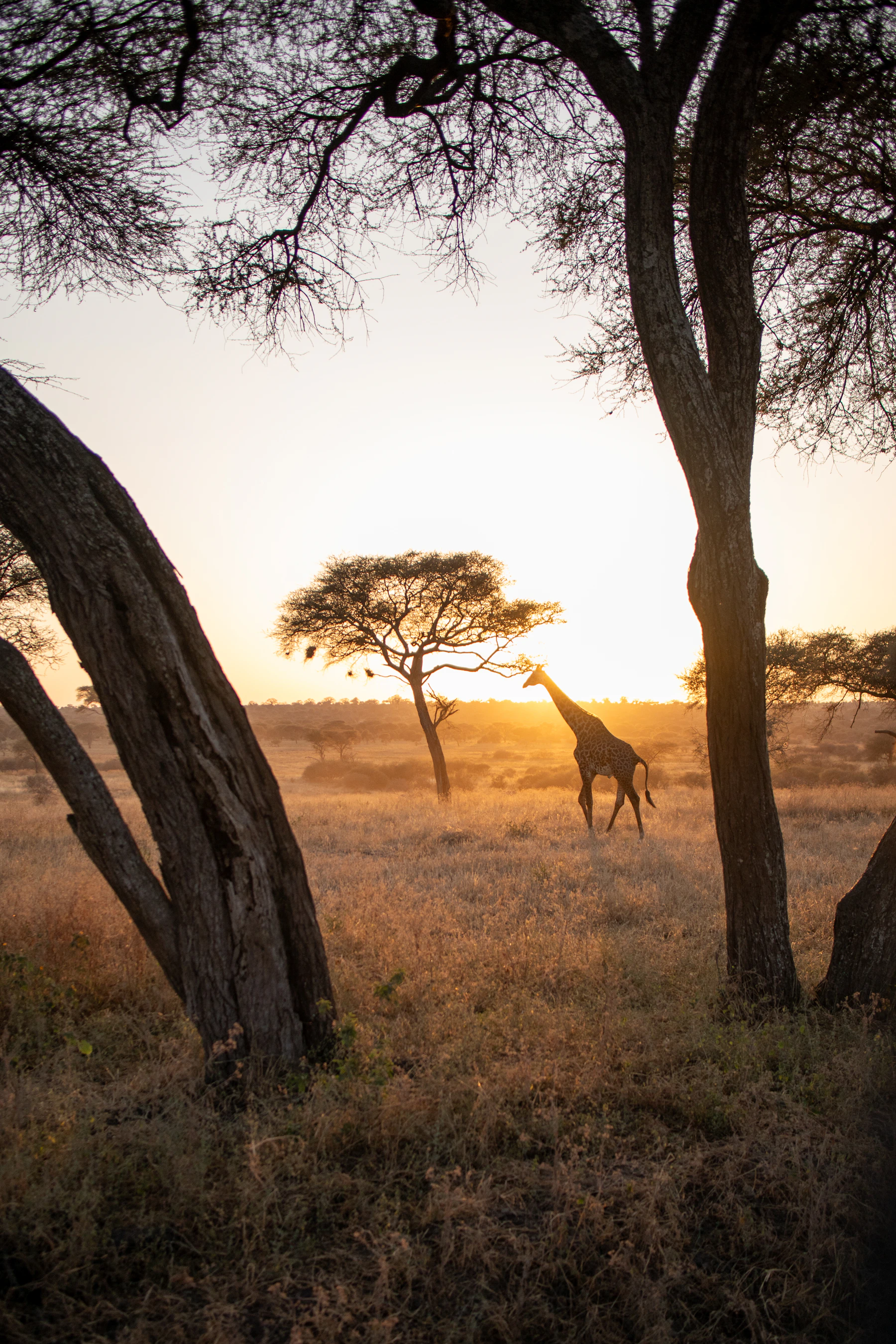 A giraffe moving through an acacia-dotted Tanzanian savanna at sunrise