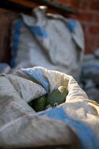 a close up of a stuffed animal in a bag