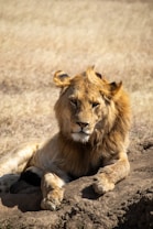 A majestic lion rests on a small mound in a savannah landscape. The lion's mane is thick, and its gaze is directed towards the camera, exuding a calm but regal presence. The background consists of dry grass stretching into the distance, enhancing the wild setting.