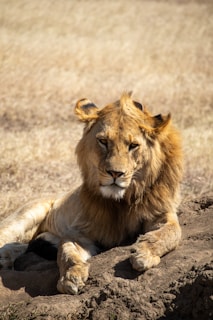 A majestic lion rests on a small mound in a savannah landscape. The lion's mane is thick, and its gaze is directed towards the camera, exuding a calm but regal presence. The background consists of dry grass stretching into the distance, enhancing the wild setting.