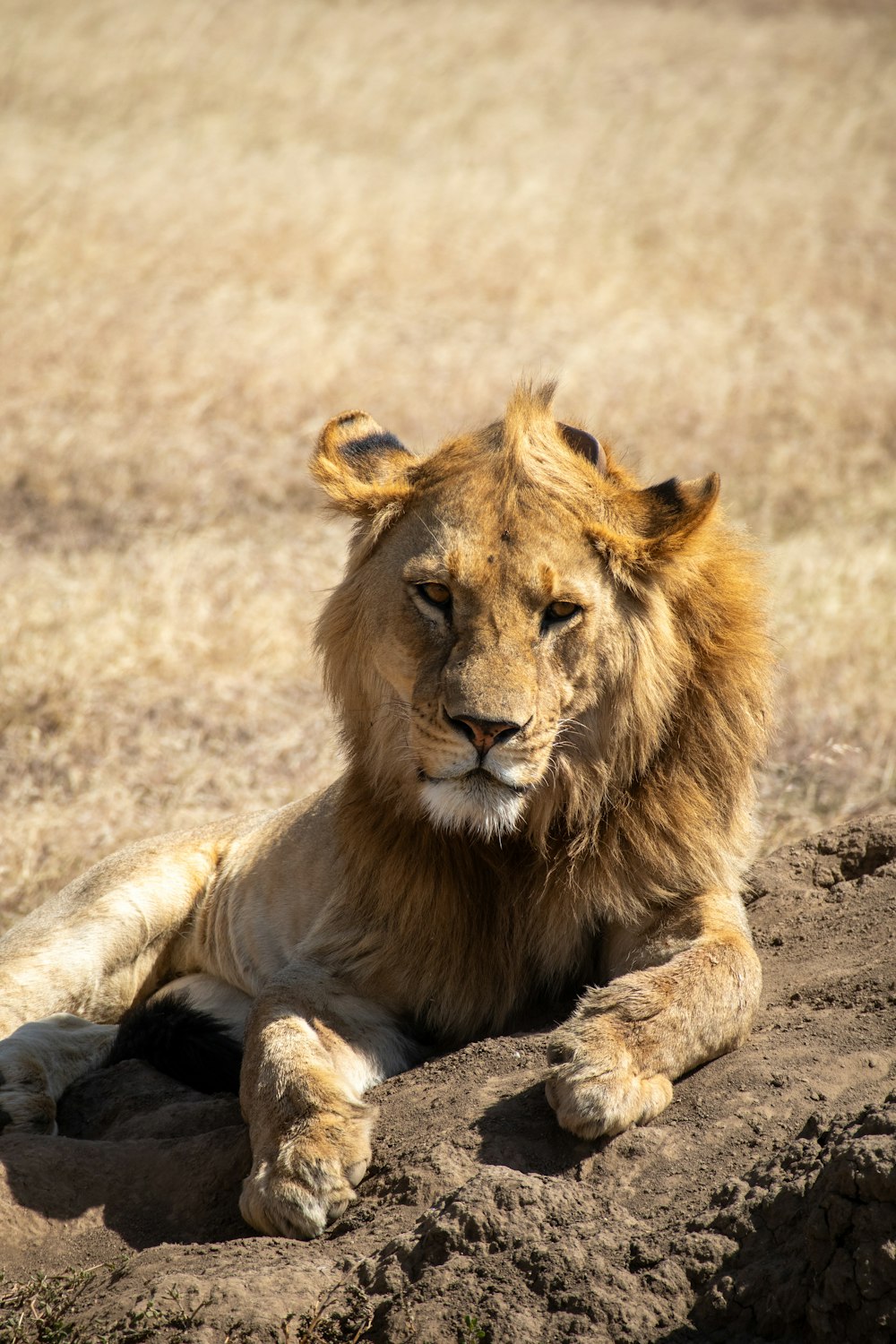 a lion laying on top of a dirt field