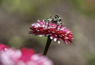 Tiny jumping spider exploring a vibrant flower petal with delicate legs.