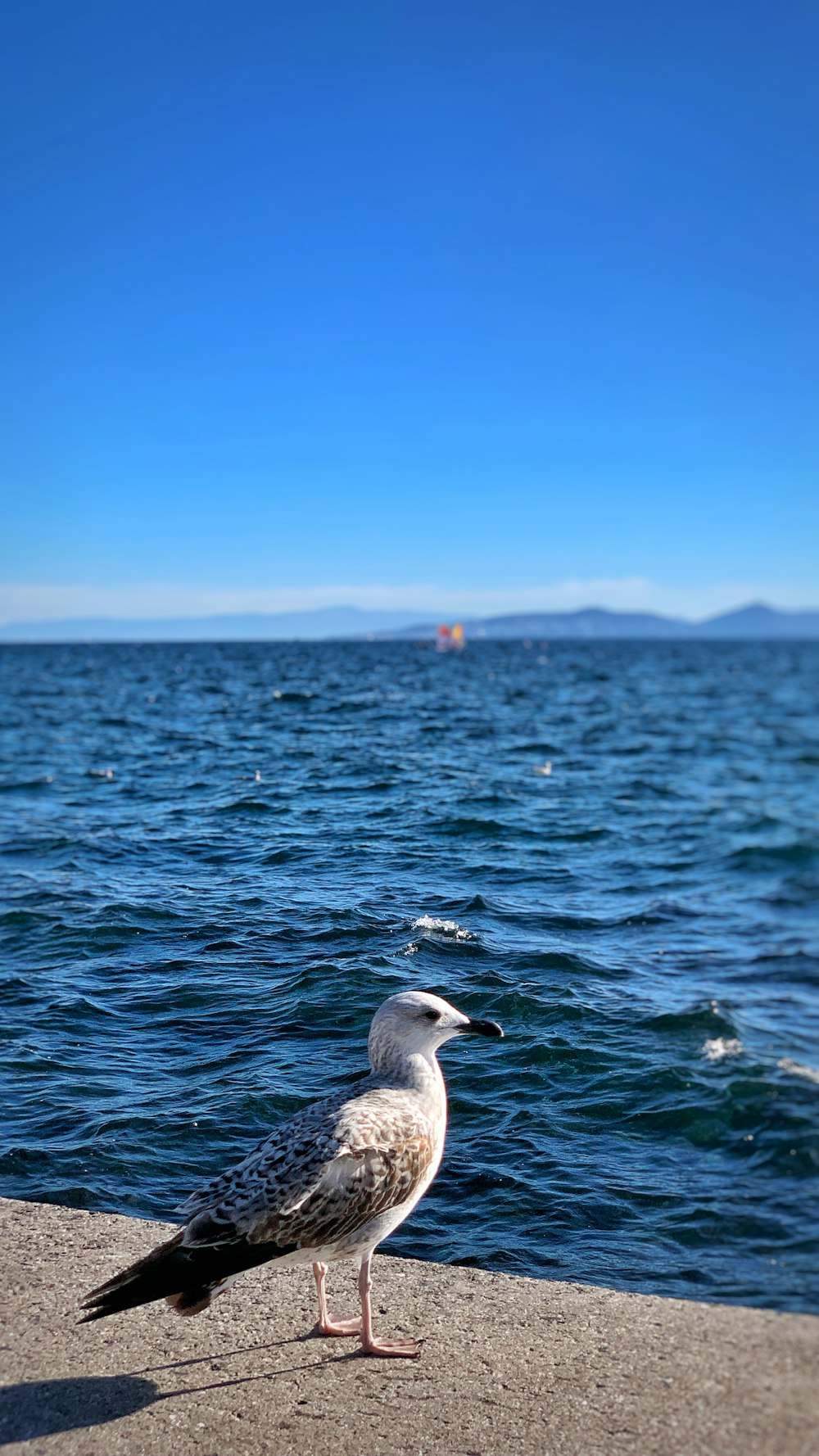 a seagull standing on the edge of a pier