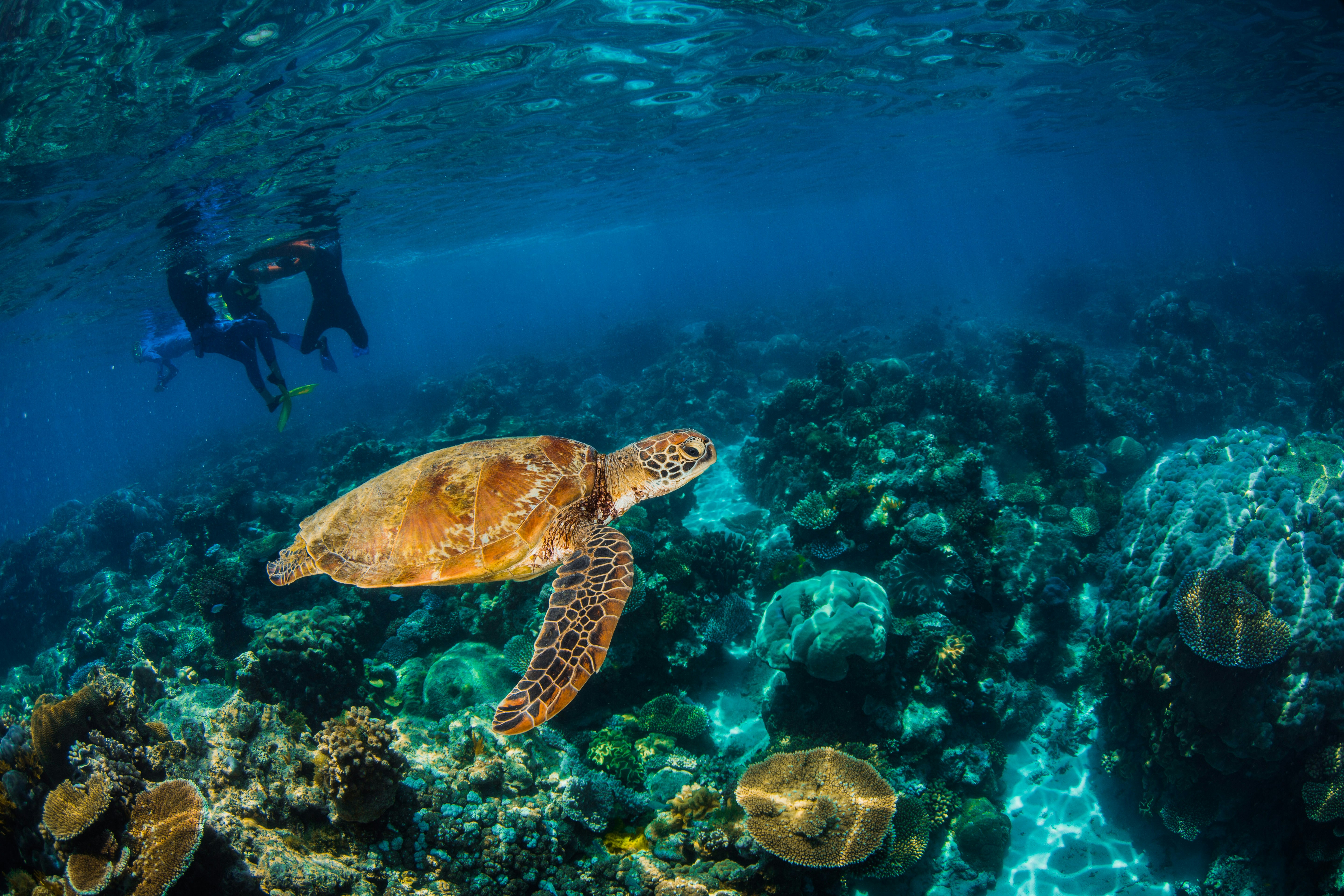a couple of people are swimming with a turtle