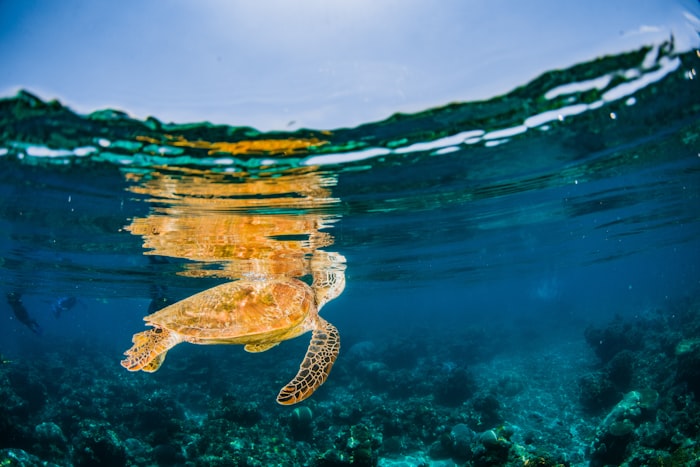 Sea turtle swimming through water near a coral reef