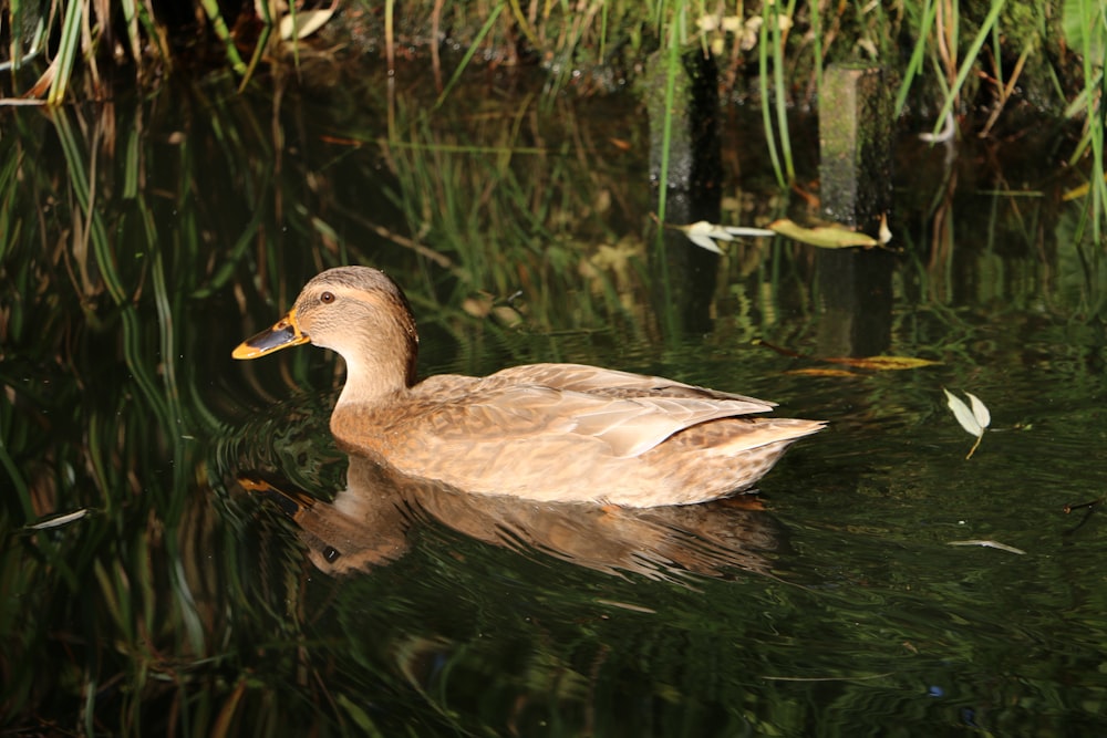 a duck floating on top of a body of water