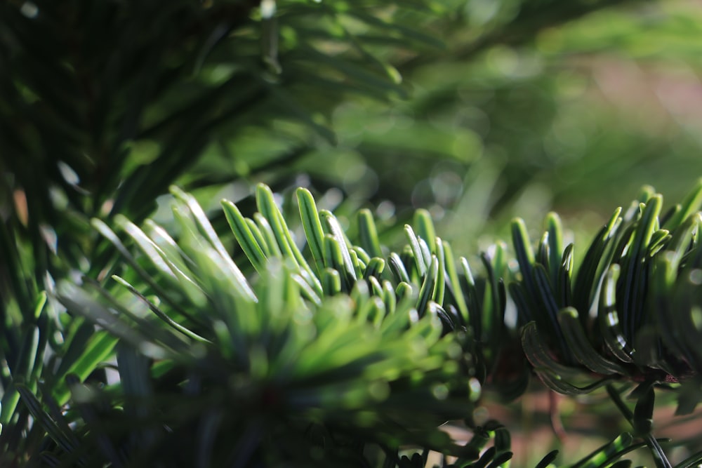 a close up of a pine tree branch