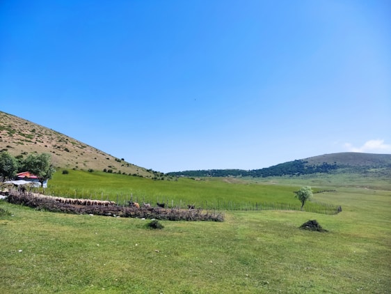 A serene farm landscape with happy, rescued animals grazing peacefully in a green pasture.