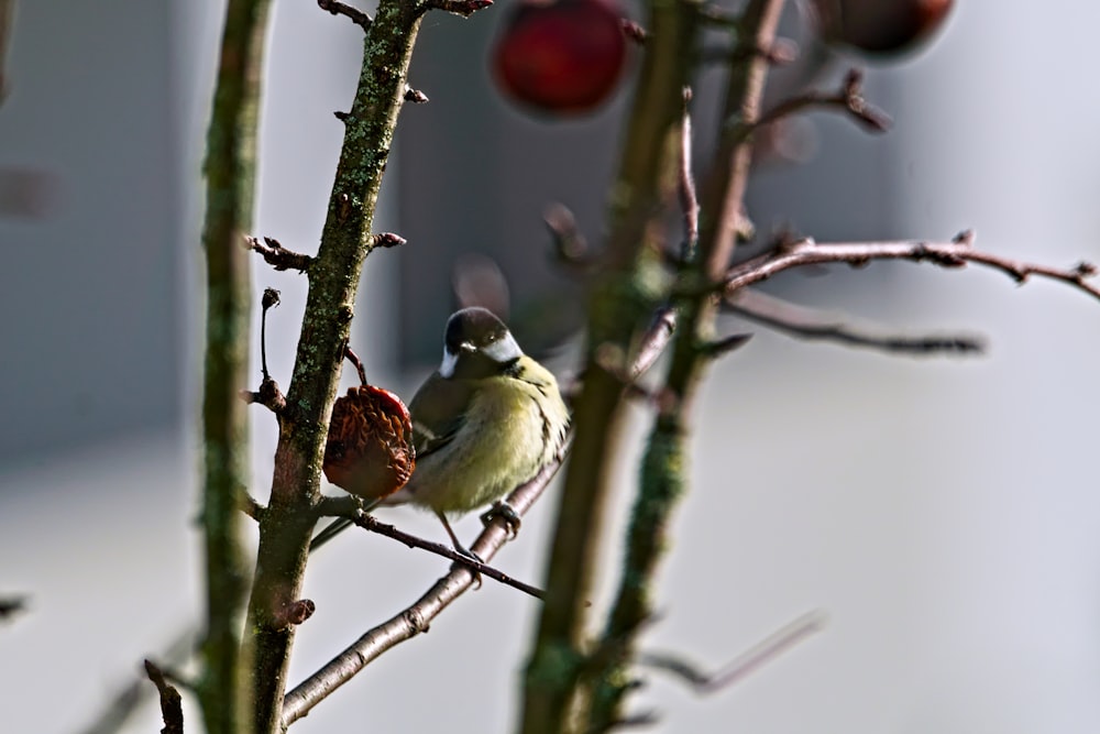 un petit oiseau assis au sommet d’une branche d’arbre