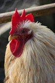 Close-up of a fierce rooster with vibrant feathers in natural sunlight.