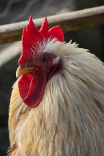Close-up of a proud fighting rooster with vibrant feathers in natural sunlight