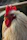 Close-up of a j. kent bulik gamefowl poised mid-salto, feathers catching the sunlight.