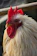 Close-up of a proud game fowl with rich Kelso feathers standing tall in a sunlit pen.
