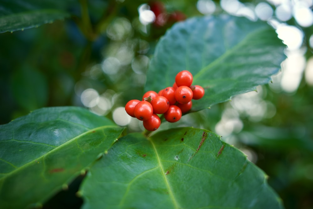 a close up of some red berries on a green leaf