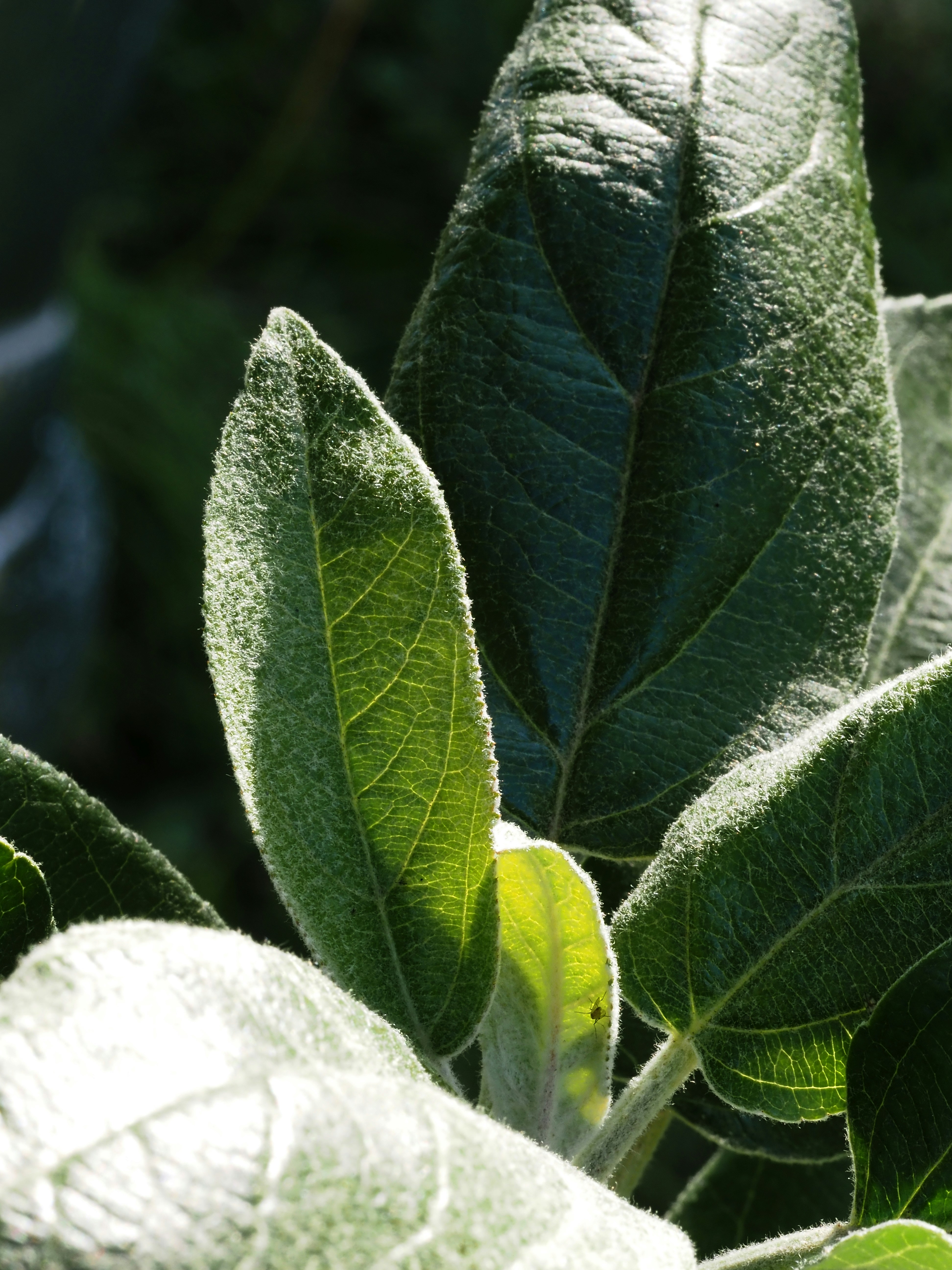 Luxarise Moringa Patch