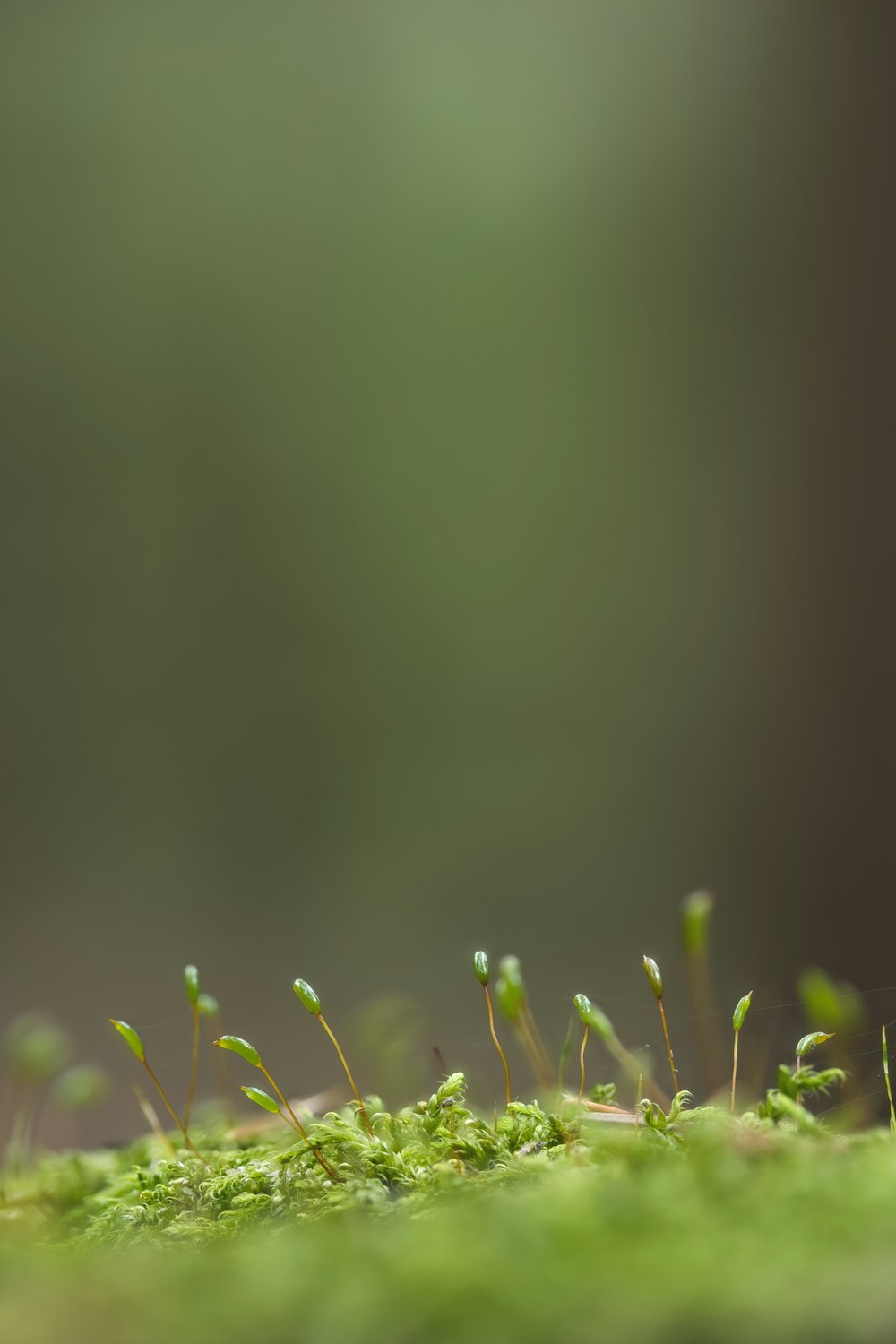 木に生えている苔の接写