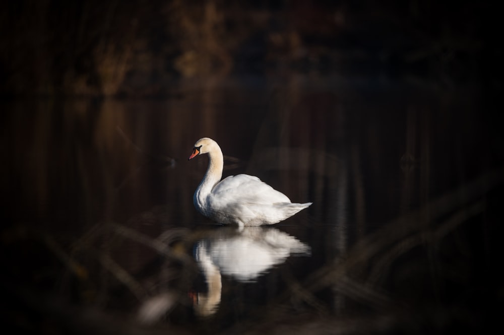 a white swan floating on top of a body of water