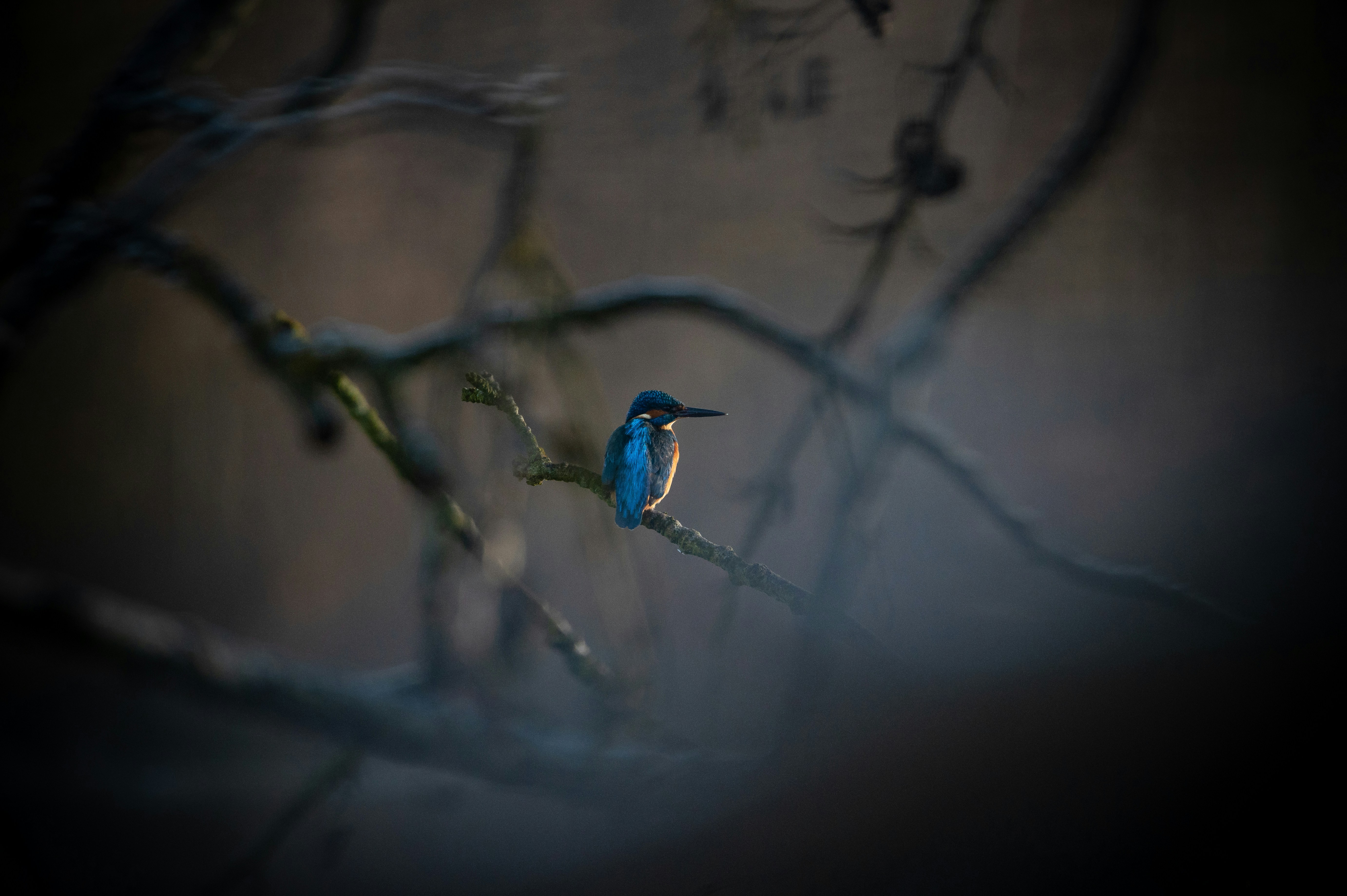 a small blue bird perched on a tree branch