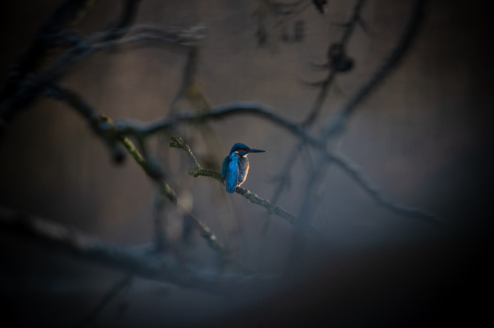 a small blue bird perched on a tree branch