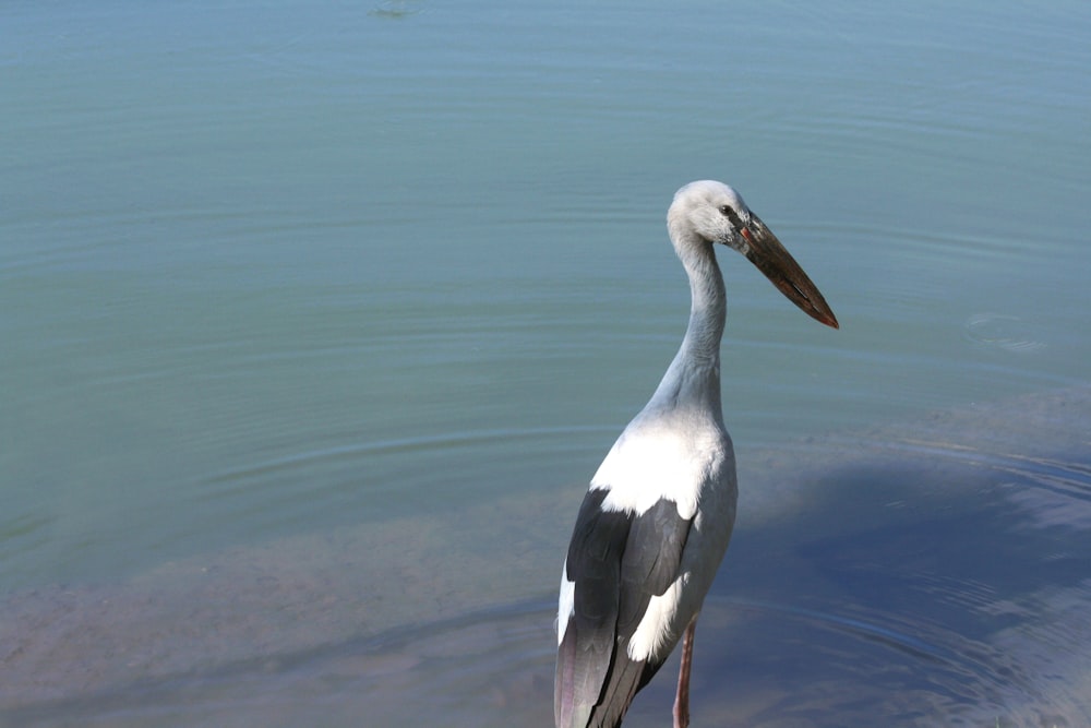 a white and grey bird standing in the water
