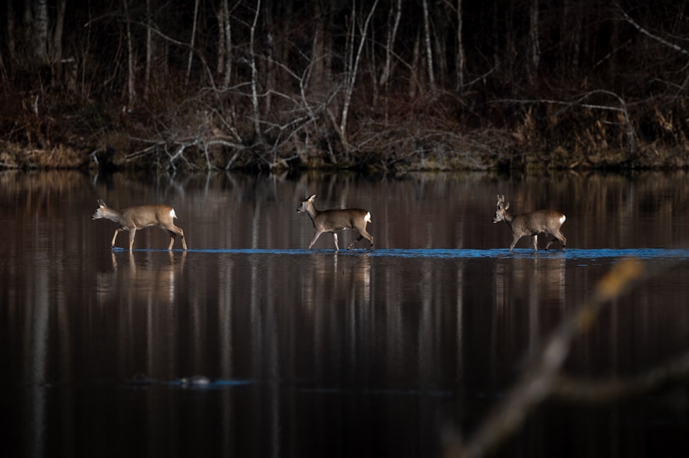three deer walking across a body of water