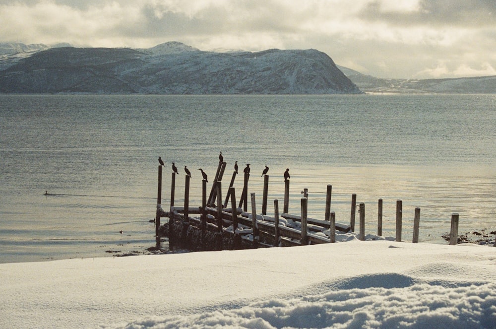 a group of birds sitting on a wooden dock in the snow