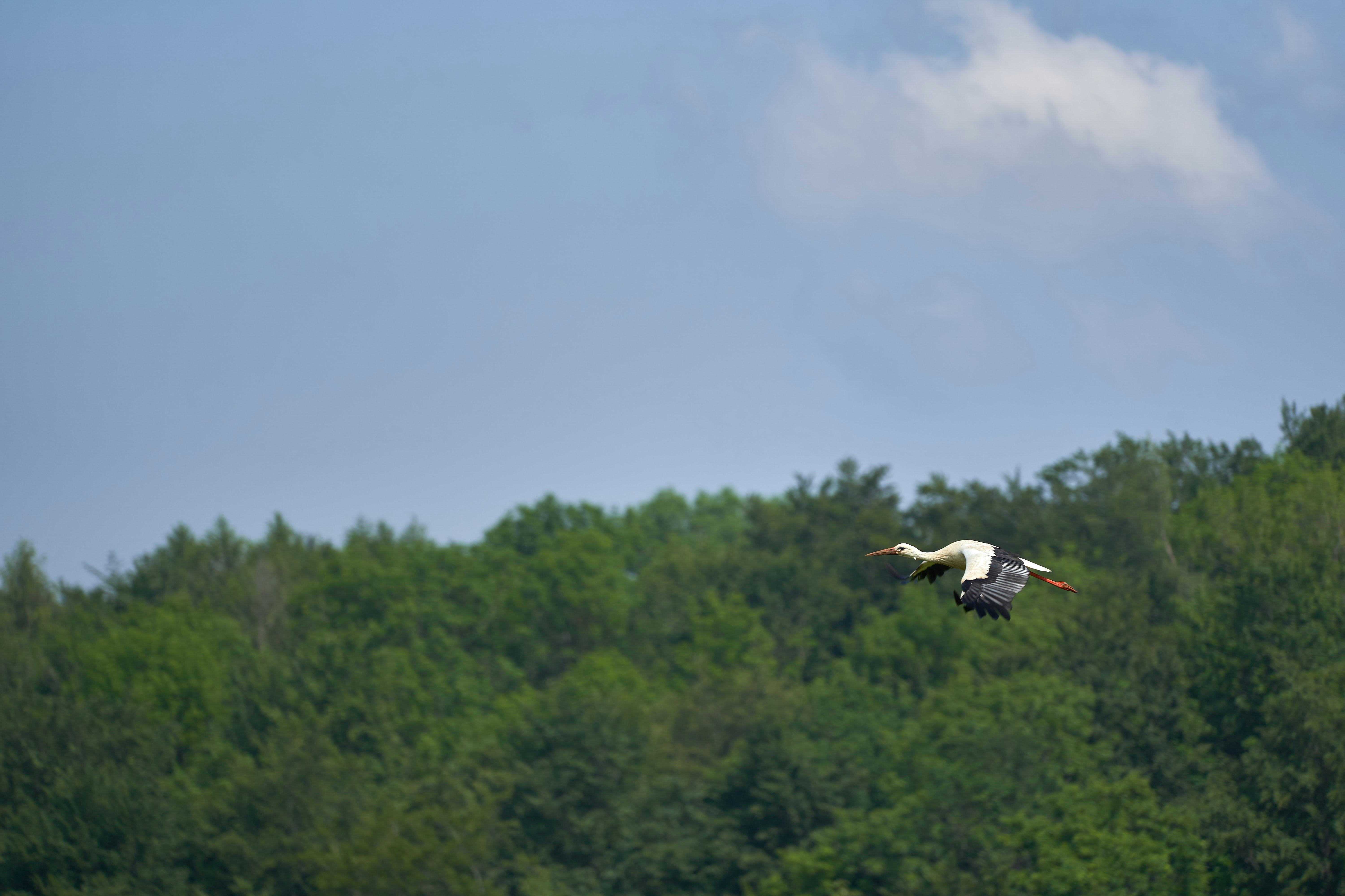 Photo by wolfgang_hasselmann