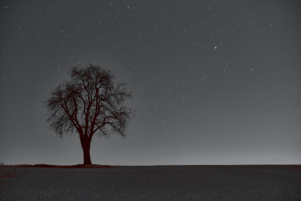 a lone tree in a field under a night sky