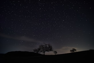 A serene landscape with a clear night sky filled with stars and a silhouette of trees in the foreground.